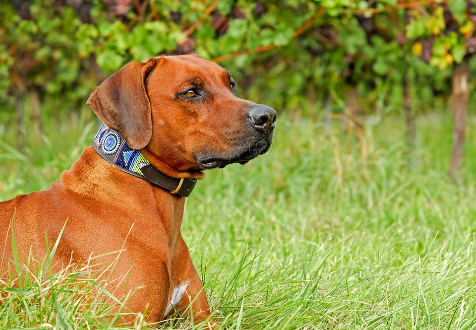 3 Features To Look For When Buying A Bark Collar For Your Dog