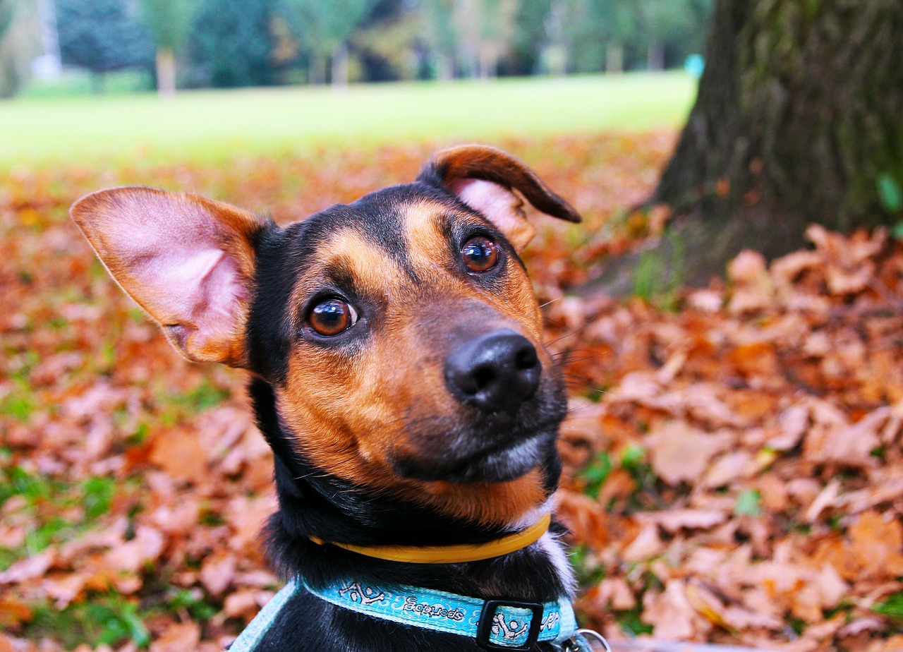 dog1