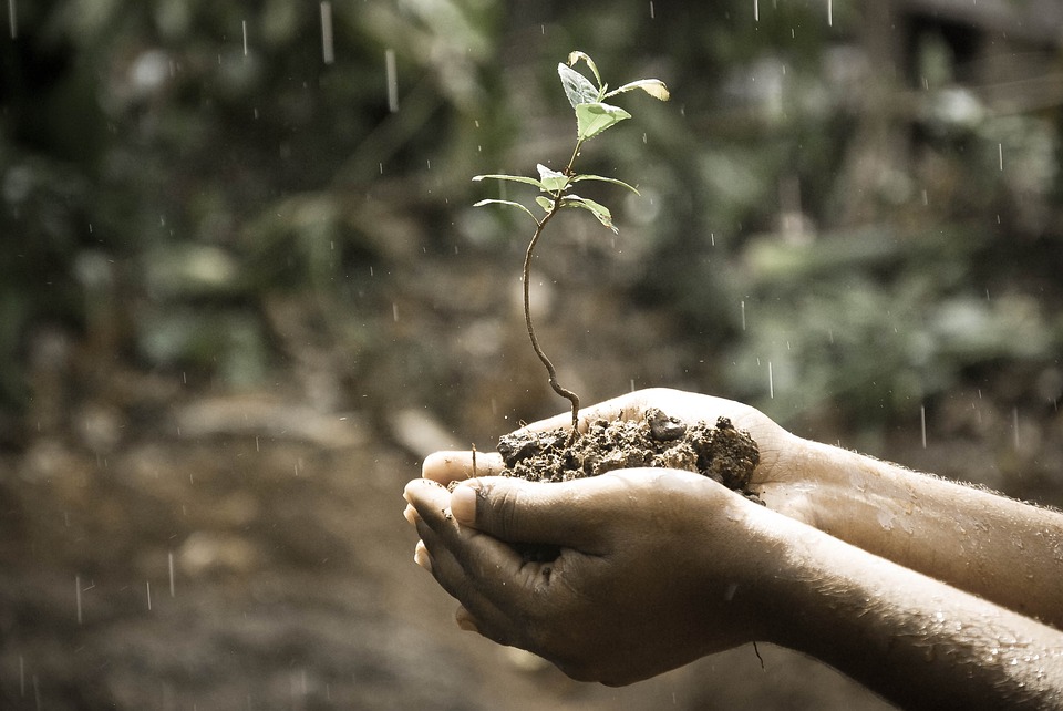 Tips On How To Plant Trees On Your Yard