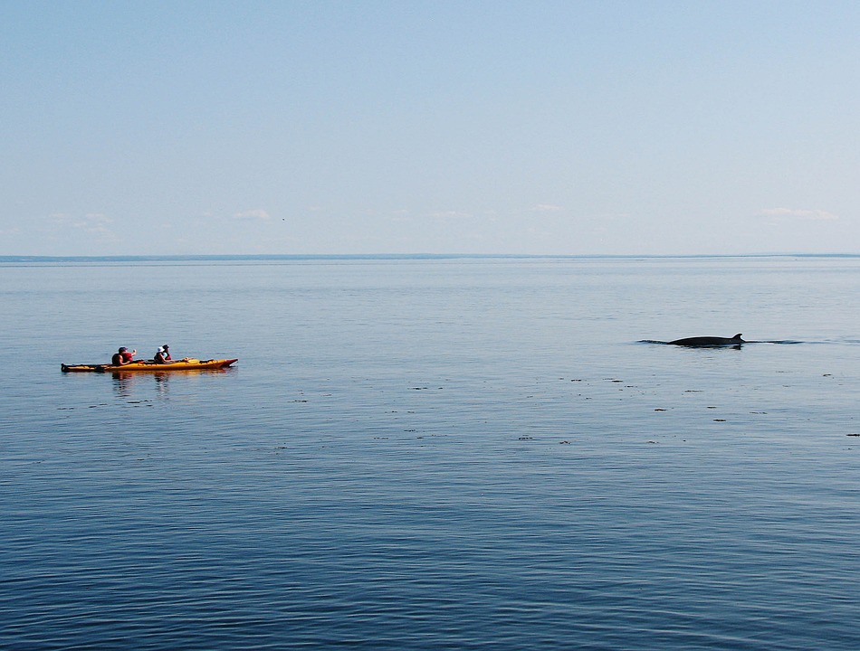 Dolphin Experience In Queensland