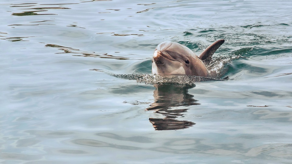 Dolphin Experience Queensland For Dolphin Enthusiasts