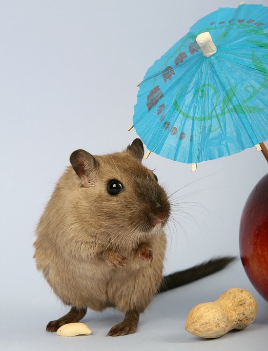 Reasons You Should Invest In Mobile Hamster Balls