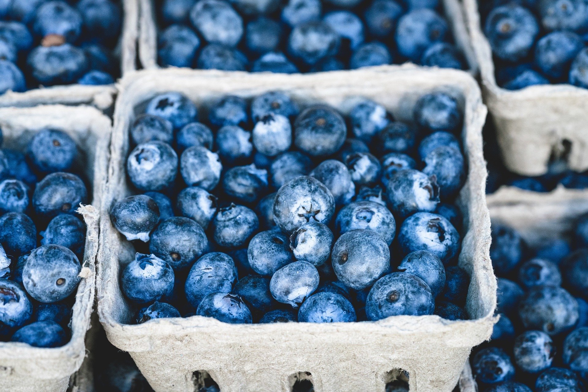 blueberry-1326154_1920