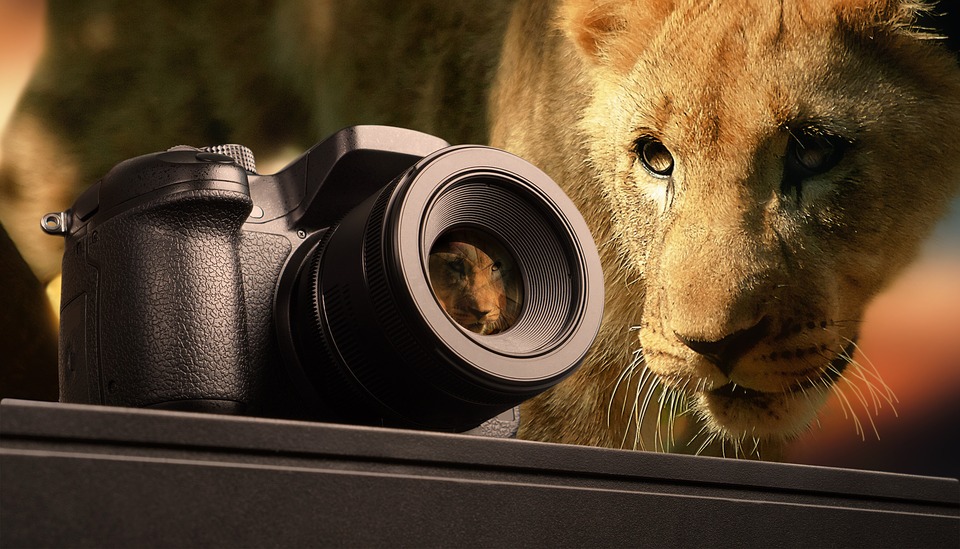 Wildlife Photography Jobs – Resources To Find Job