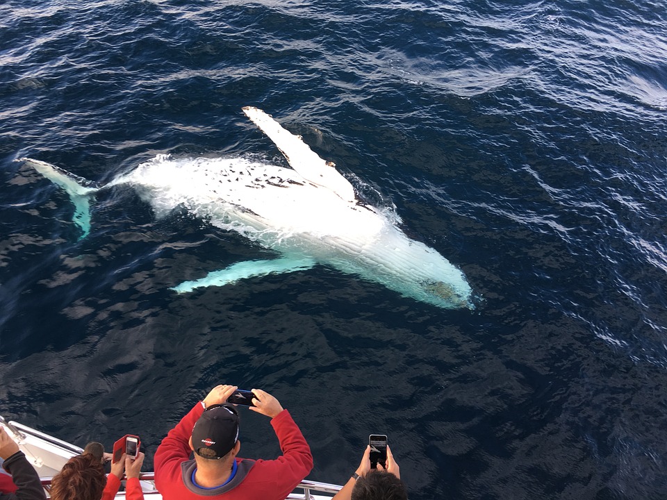 Fraser Island Whale Watching Tours In Australia