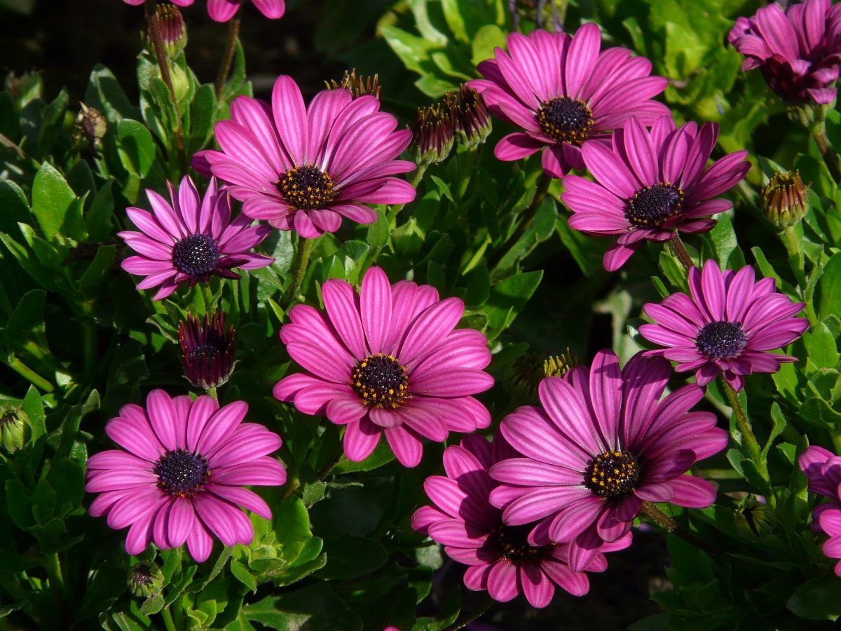 Tips On Growing African Daisy Australia