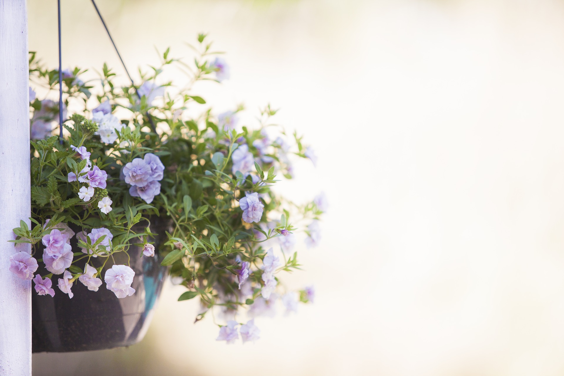 plant-3295486_1920