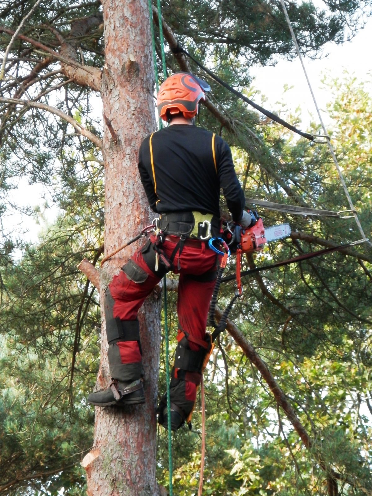 Tree Surgeon Berkshire And Tree Specialists