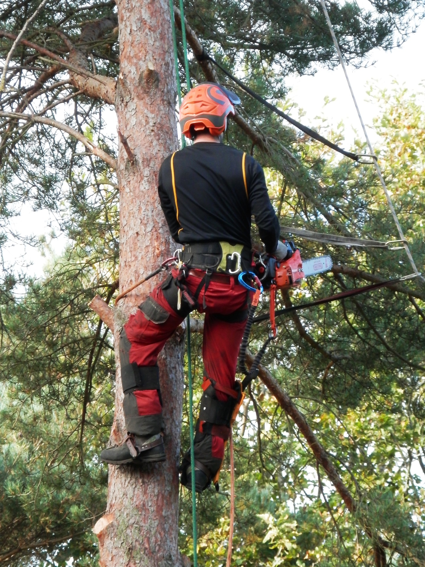 tree-surgeon-1766132_1920