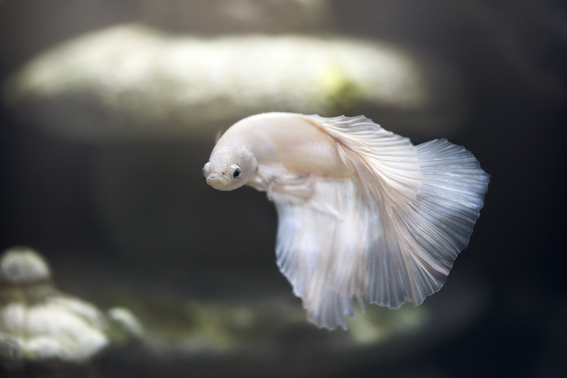 aquarium-5650174_1920