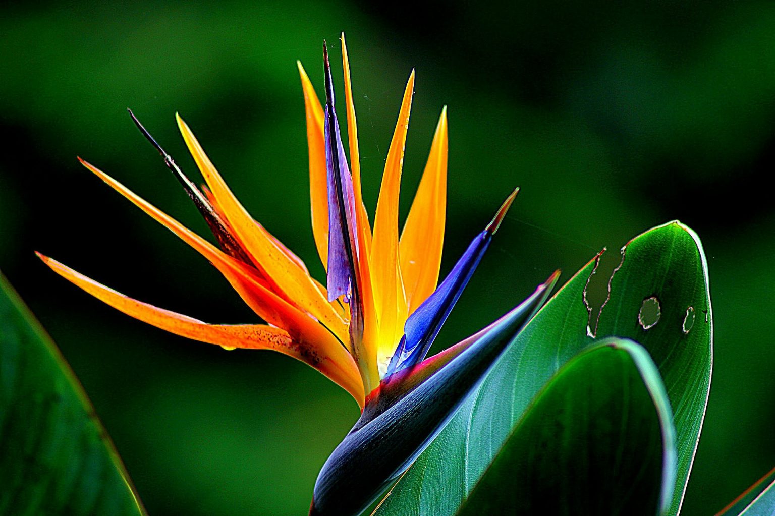 3 Interesting Facts About Bird Of Paradise Plant Indoor - Transitional ...