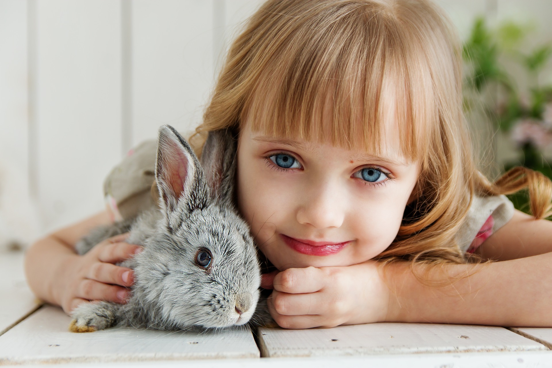rabbit-g82b14563a_1920
