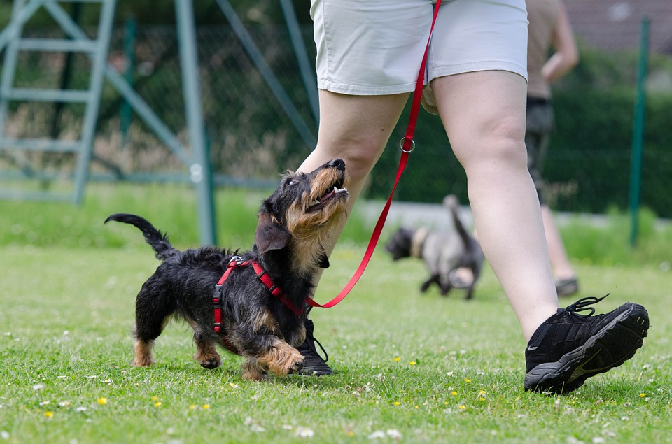 At Home Dog Training – Things To Know