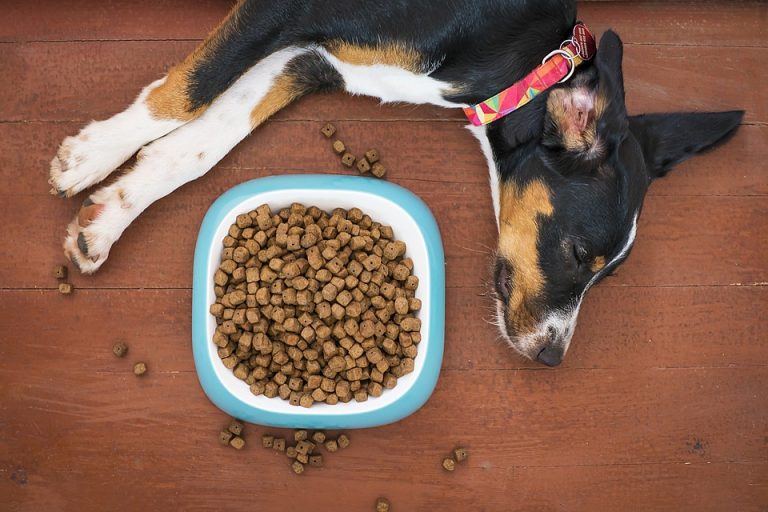 Why Use Meat Free Dog Treats? Transitional Content