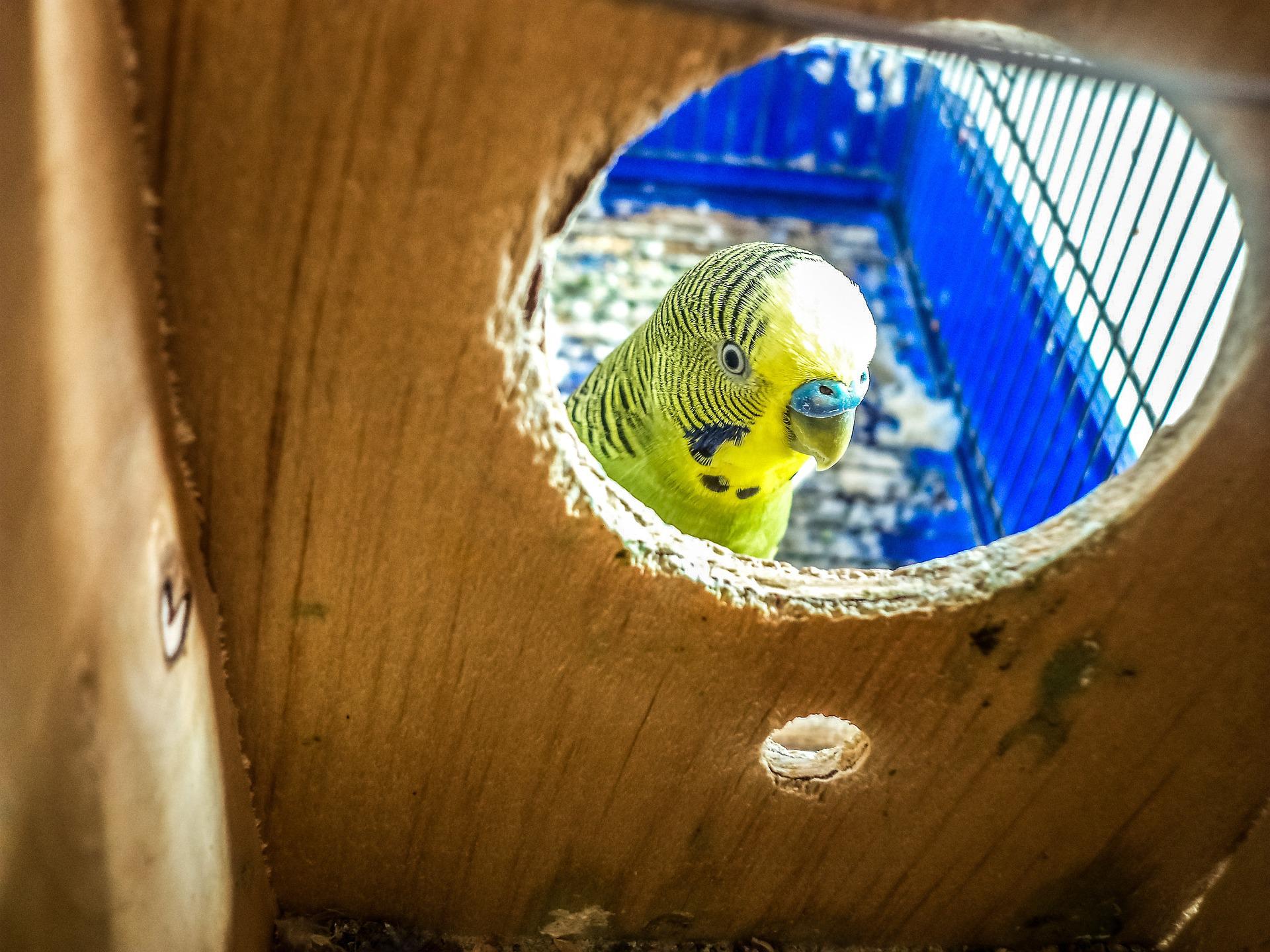 parrots-748781_1920