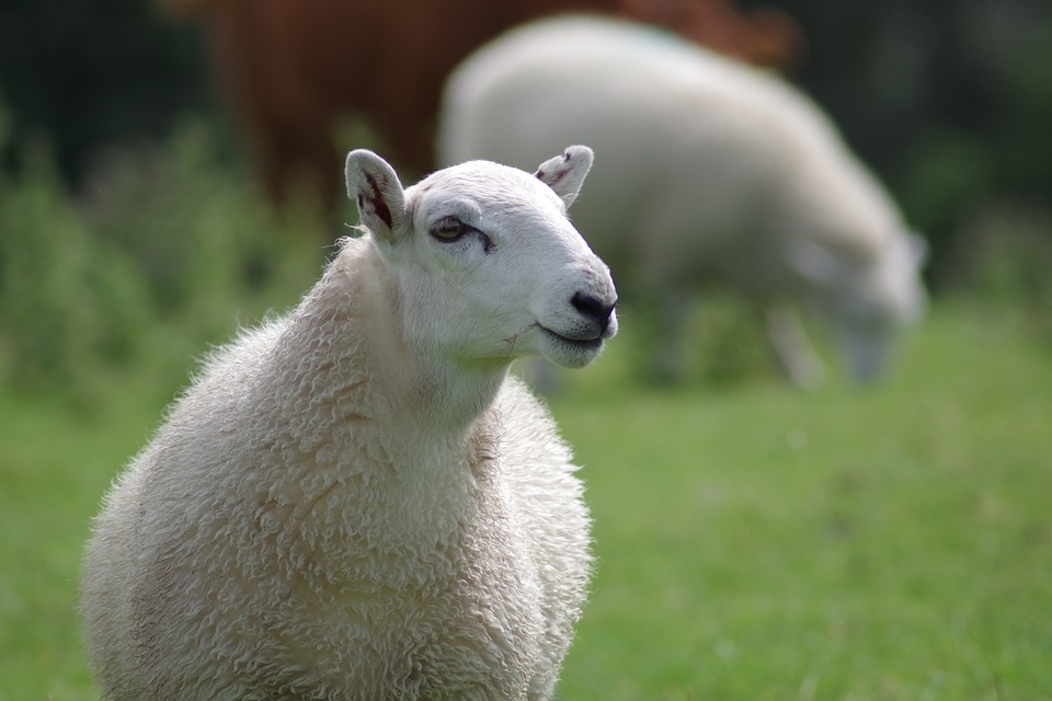 Aussie White Sheep Embryos For Sale In The USA: 3 Main Points You Need To Know