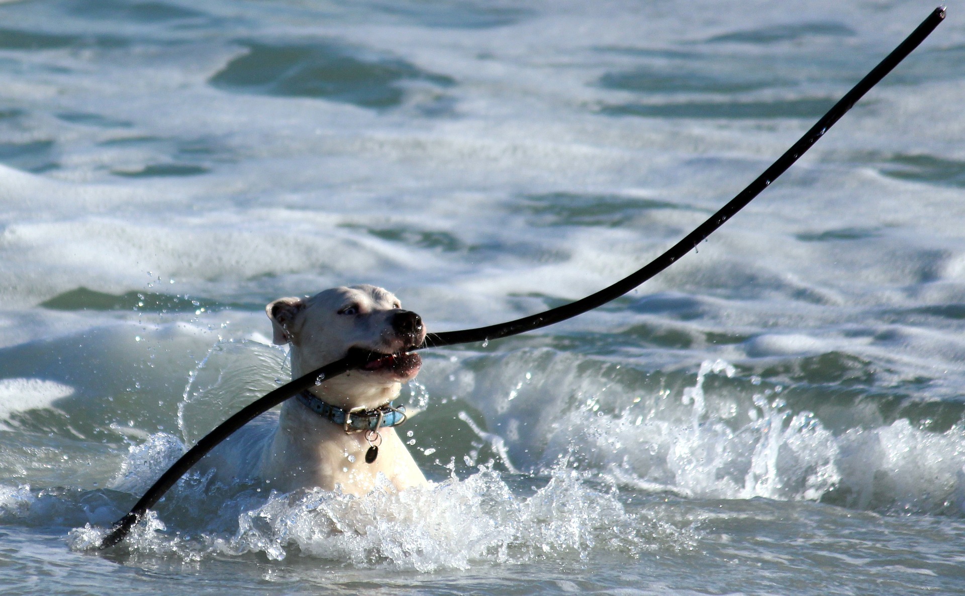 dog-1605304_1920