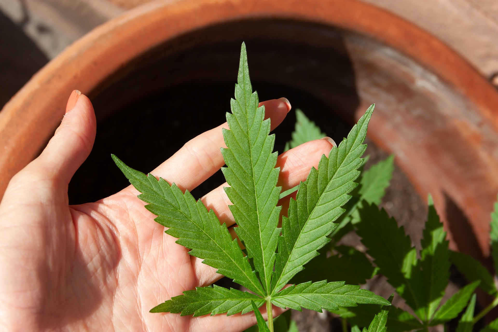 cannabis-5003423_1920