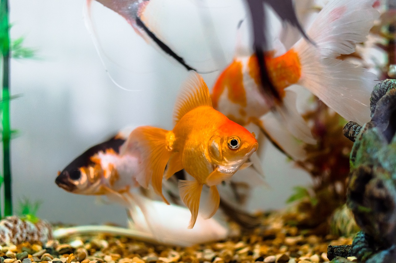 Fish Tank Beneficial Bacteria: The Unsung Heroes of Your Aquarium