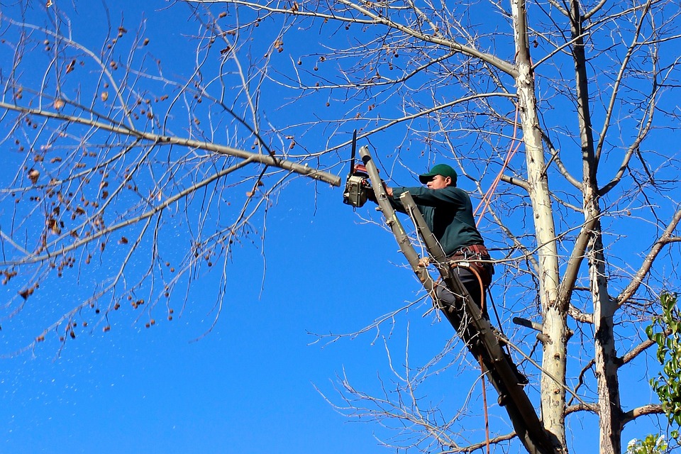 The Importance of Tree Maintenance and Pruning