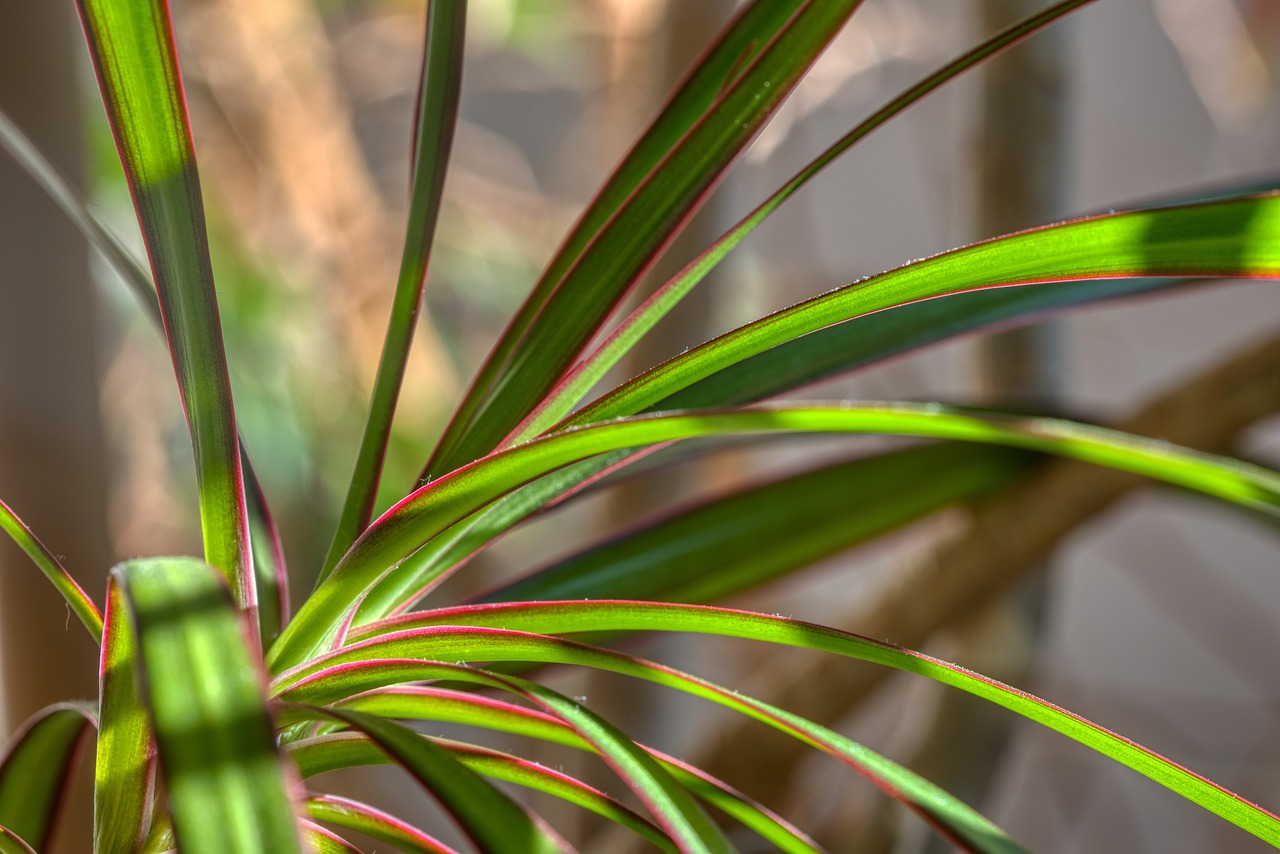 houseplant-4832361_1280