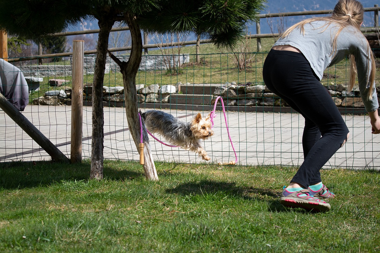 dog-5136382_1280