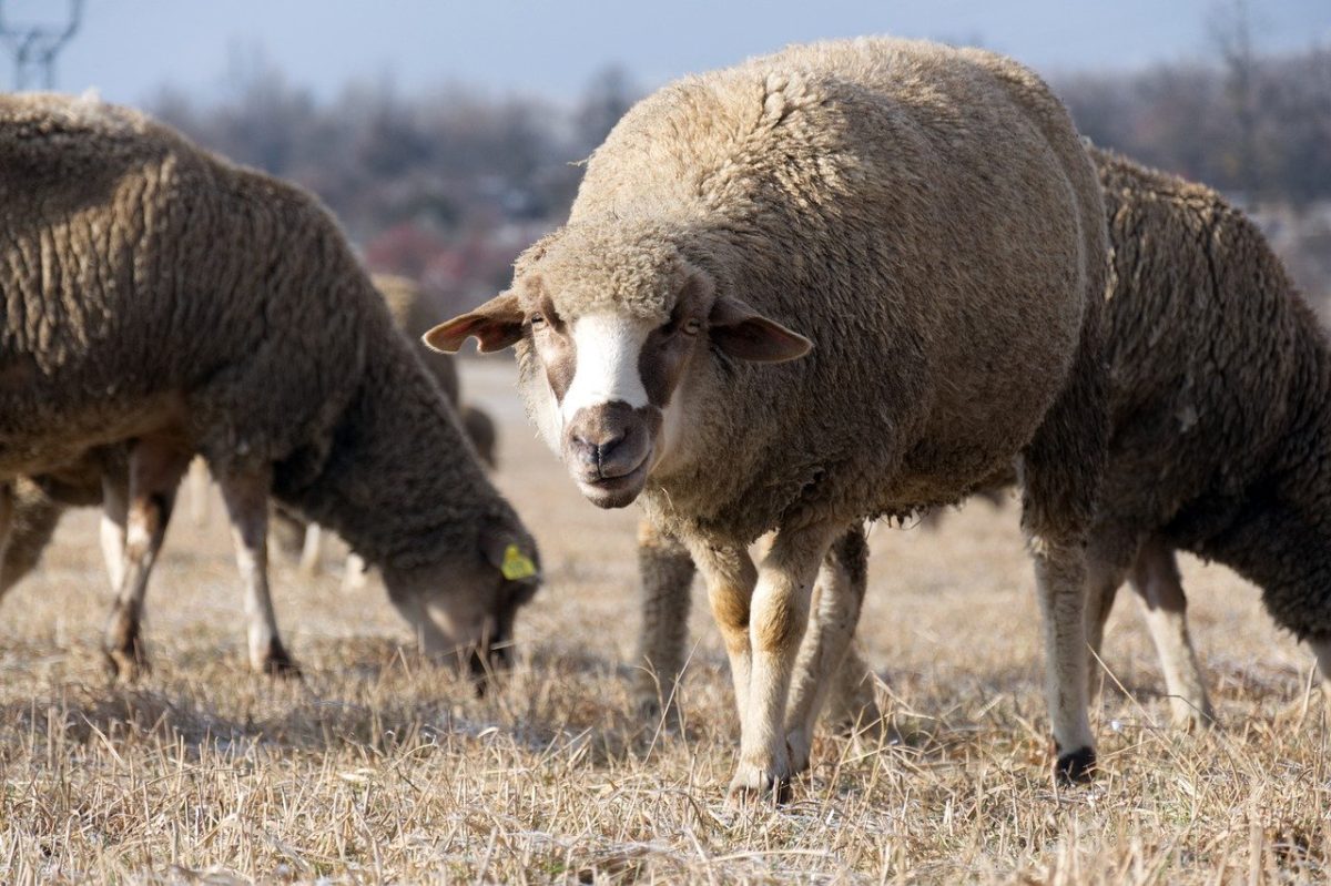 Swiss Valais Blacknose Sheep for Sale: The Perfect Fit for Your Farm