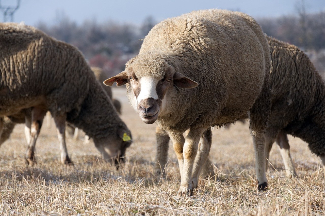 sheep-8506297_1280
