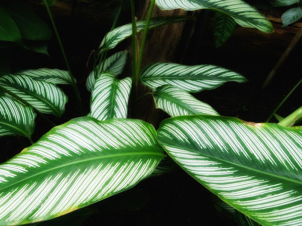 All About the Striking Calathea Zebrina