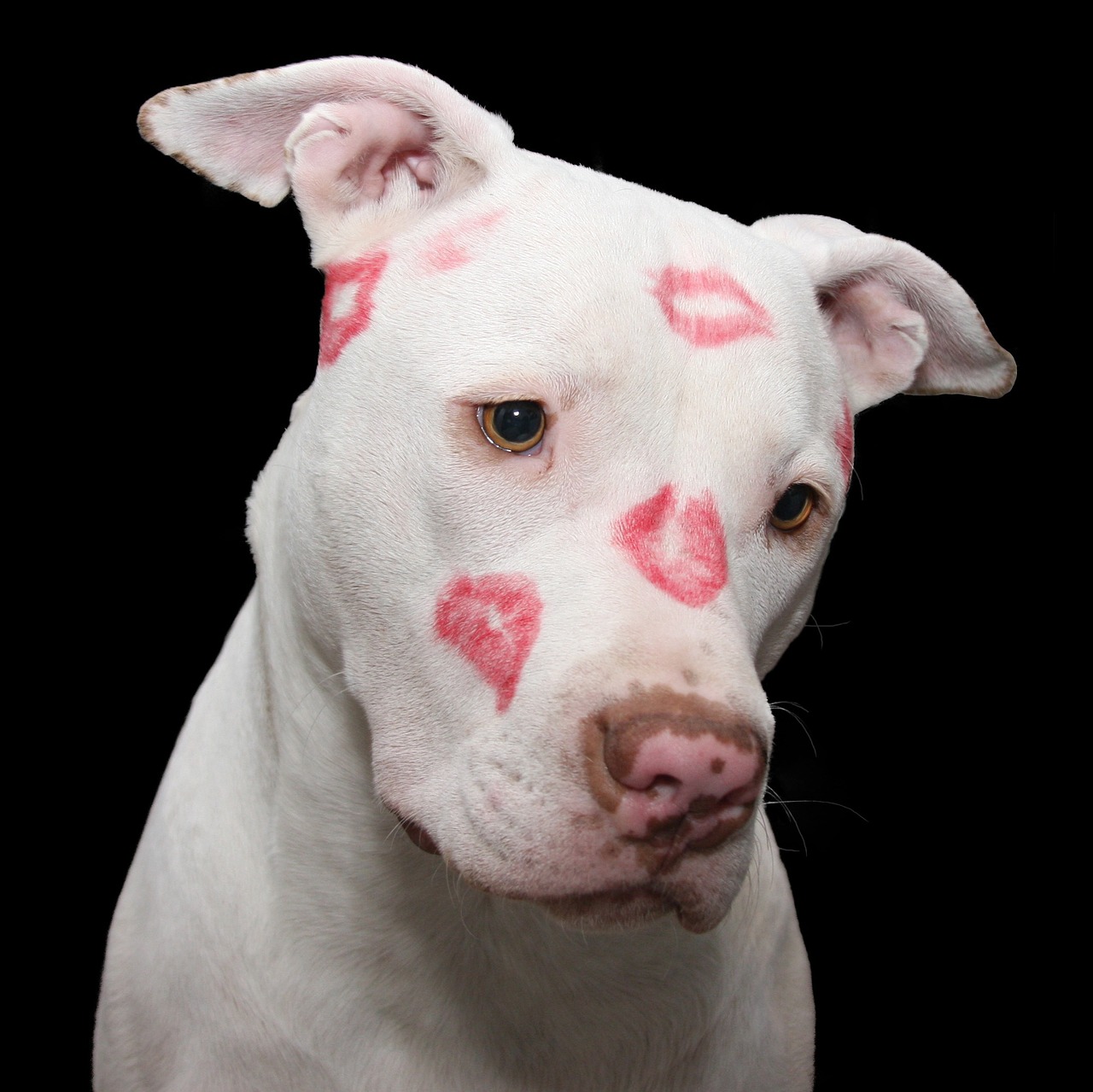 pitbull-2047469_1280
