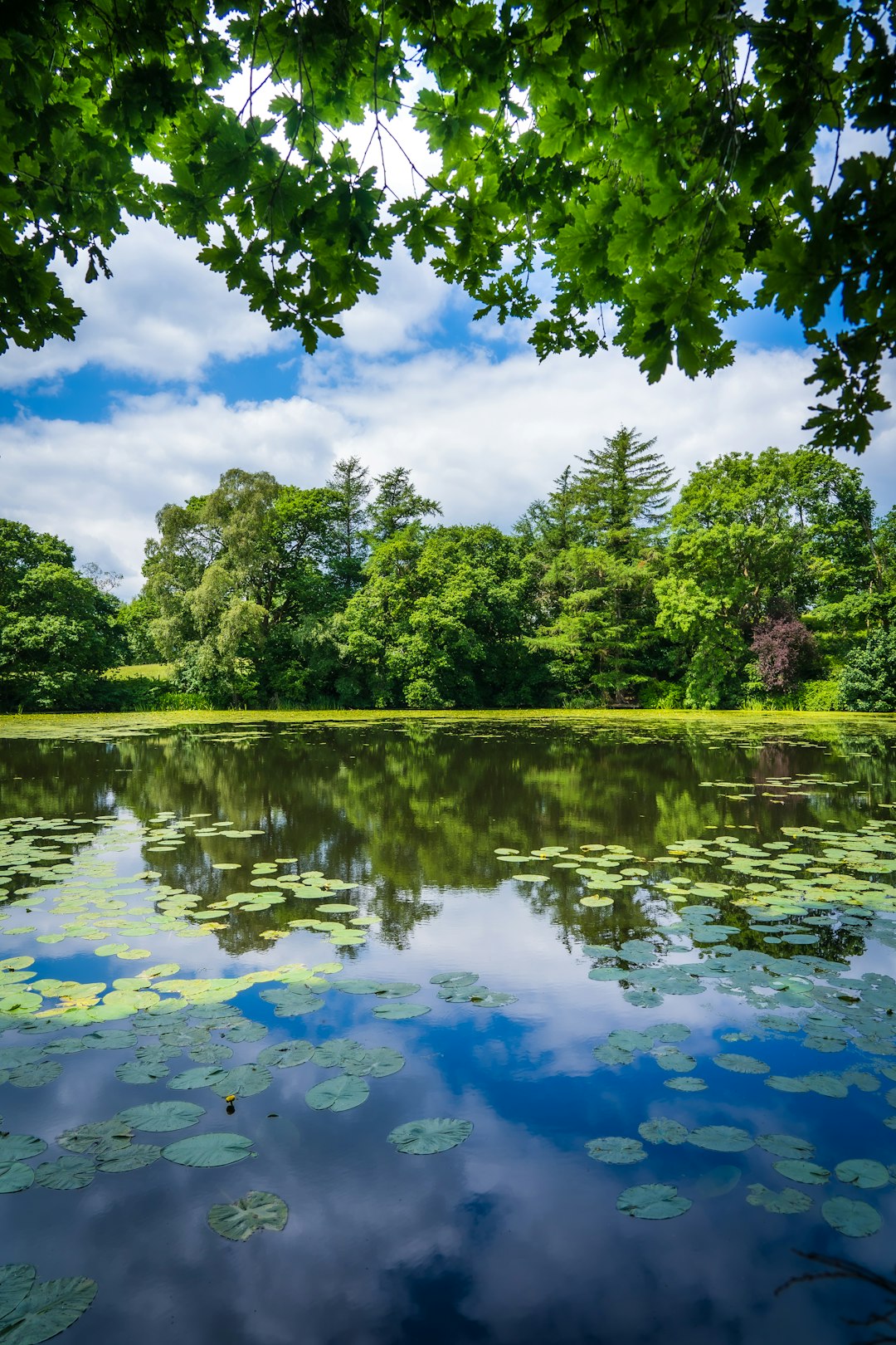 green trees beside river under blue sky during daytime